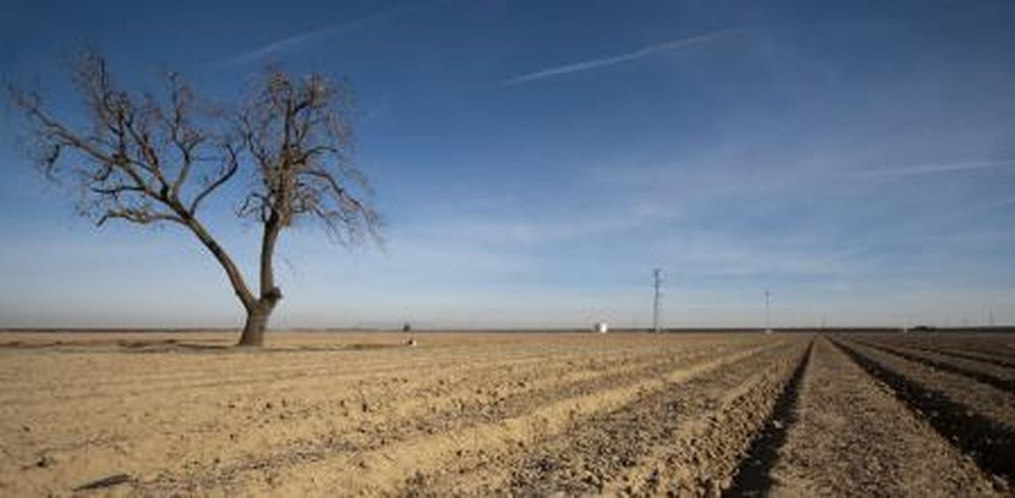 Los granjeros venden sus rebaños antes de que se mueran por la falta de agua y comida.