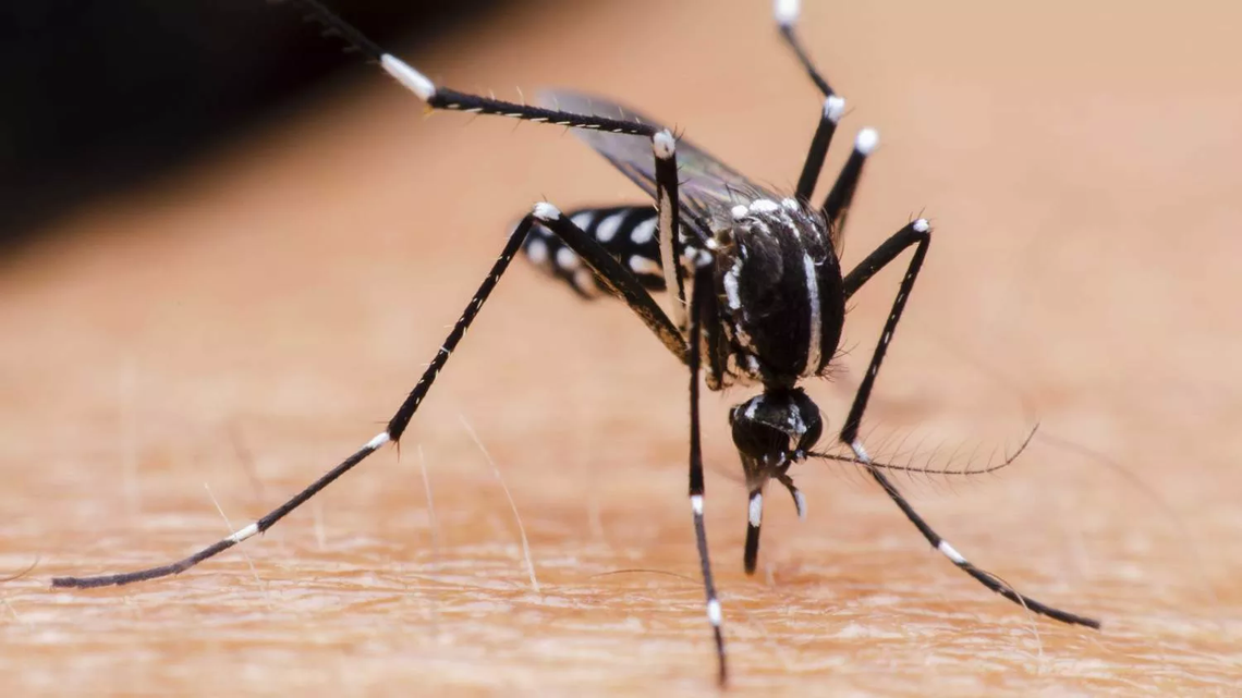 El Aedes Aegypti puede transmitir enfermedades como dengue