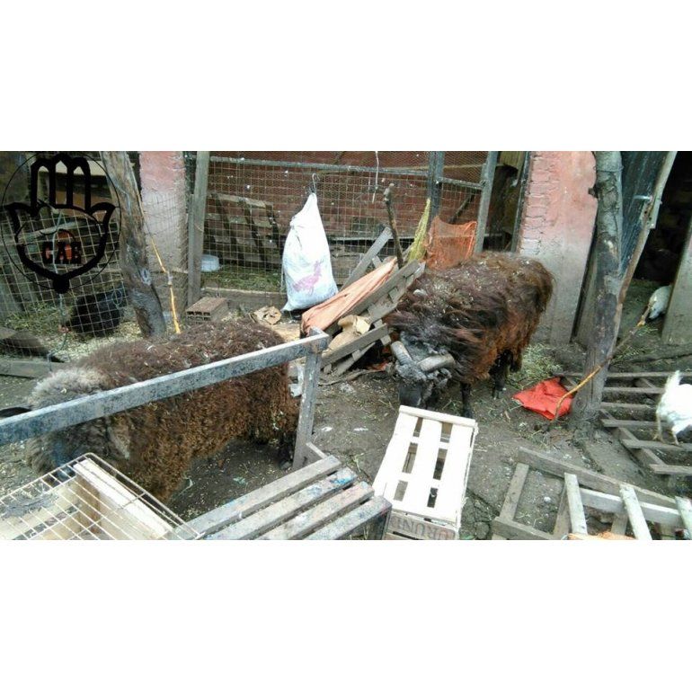 Rescatan 50 animales abandonados en Caseros