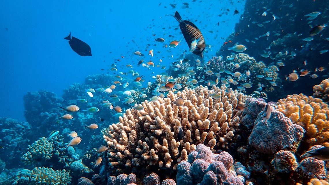 La ciencia demostró la importancia de proteger todos estos océanos con una biodiversidad a menudo microscópica