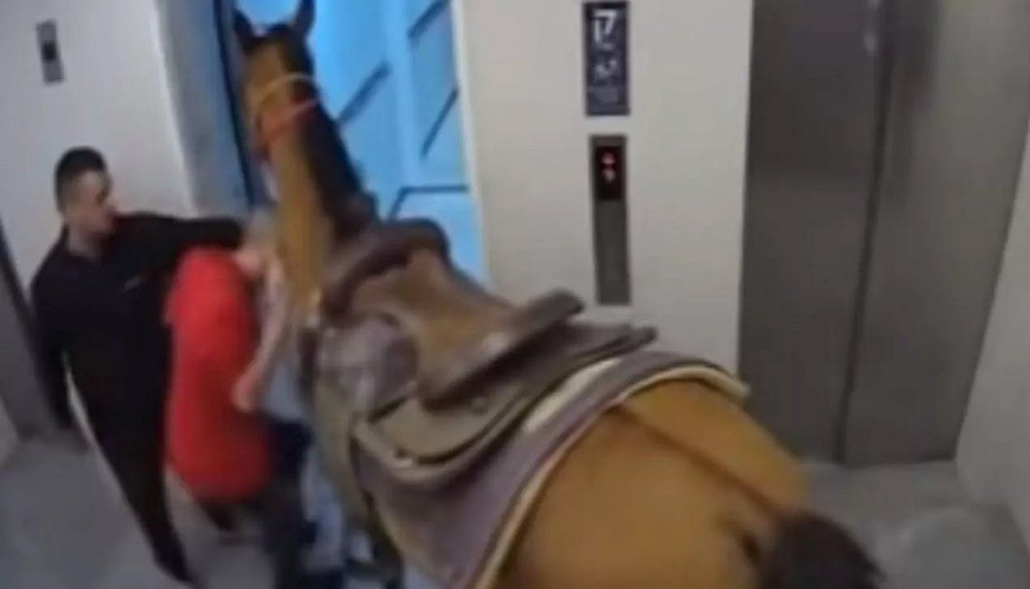 Israel: un caballo tomó un ascensor. 