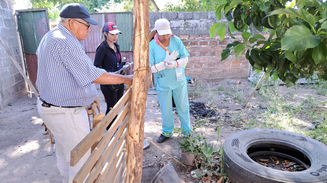 Cómo Identificar Al Mosquito Aedes Aegypti Por Color Vuelo Y Más 9634