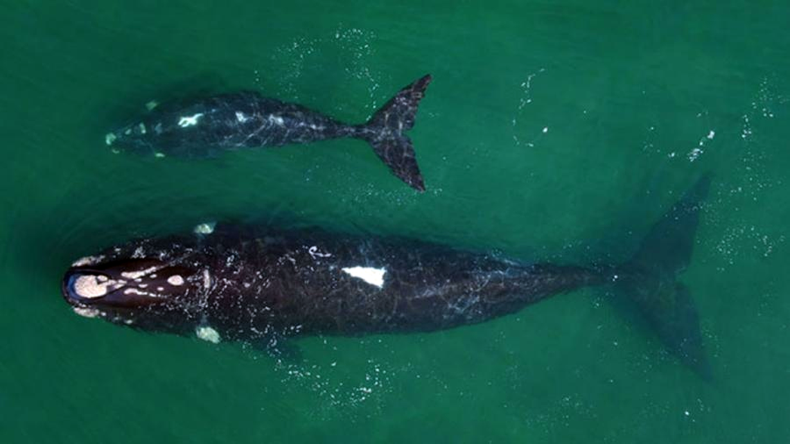 Registran por primera vez el recorrido migratorio completo de una ballena franca con cría