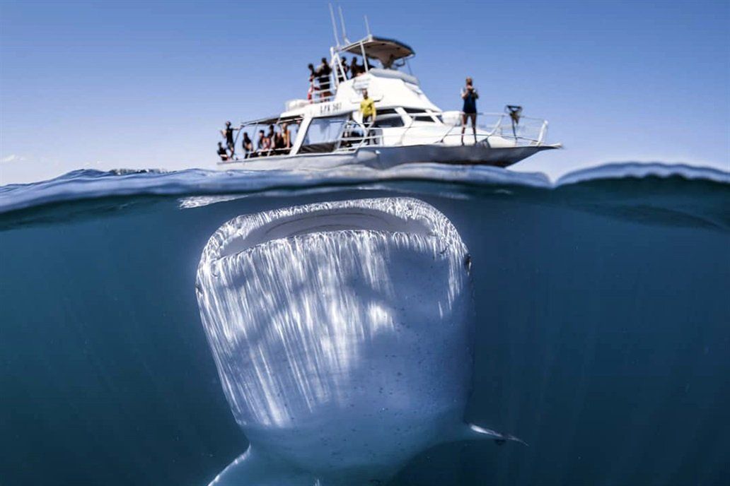 Australia: increíbles fotos de un tiburón ballena gigante debajo de un pequeño barco de turistas