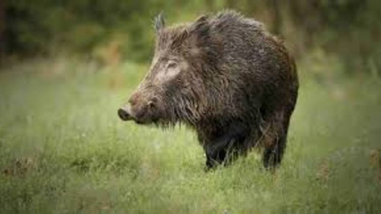 El jabalí europeo, una plaga que afecta a la provincia de Buenos Aires