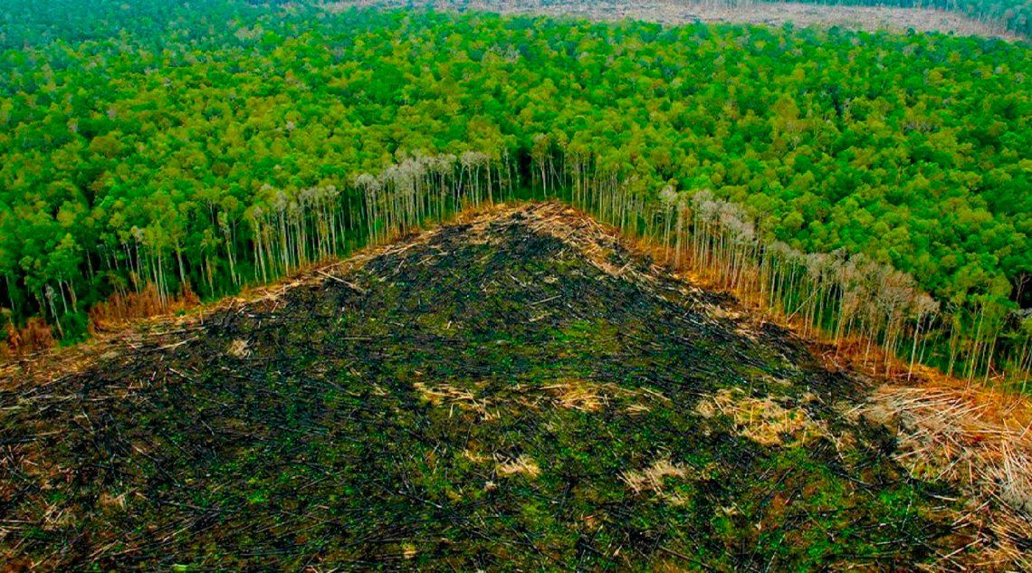 El Amazonas perdió el 8% de su territorio por la deforestación