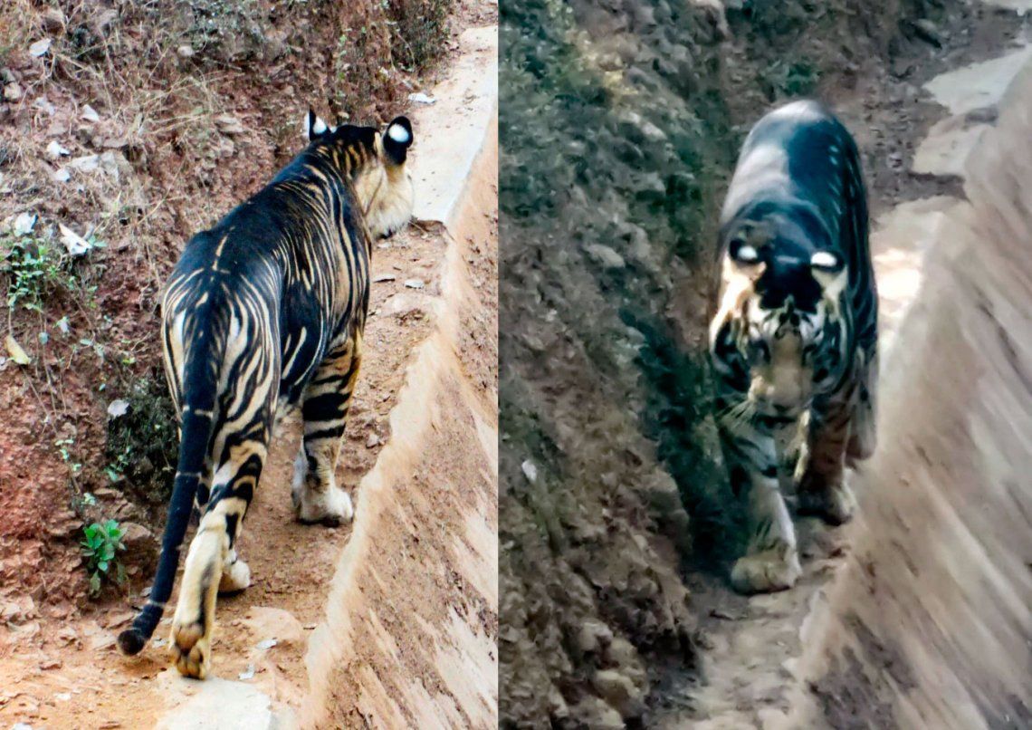 Fotógrafo aficionado captura imágenes de un raro tigre negro en la India