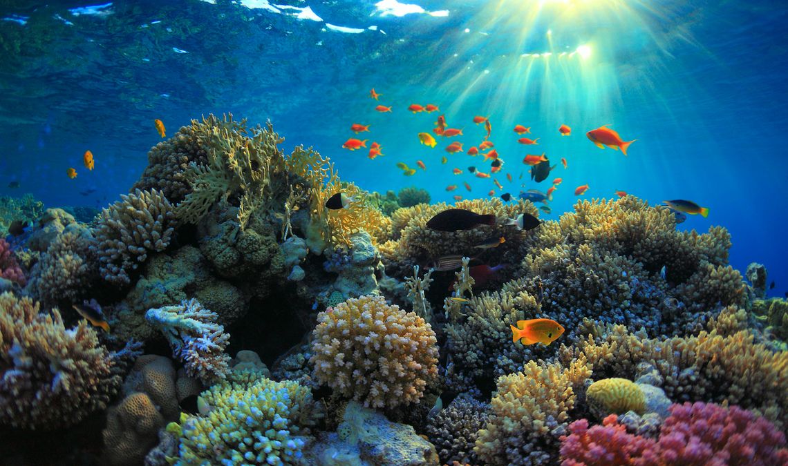 La ONU adoptó un nuevo tratado internacional que busca proteger la vida en los océanos.