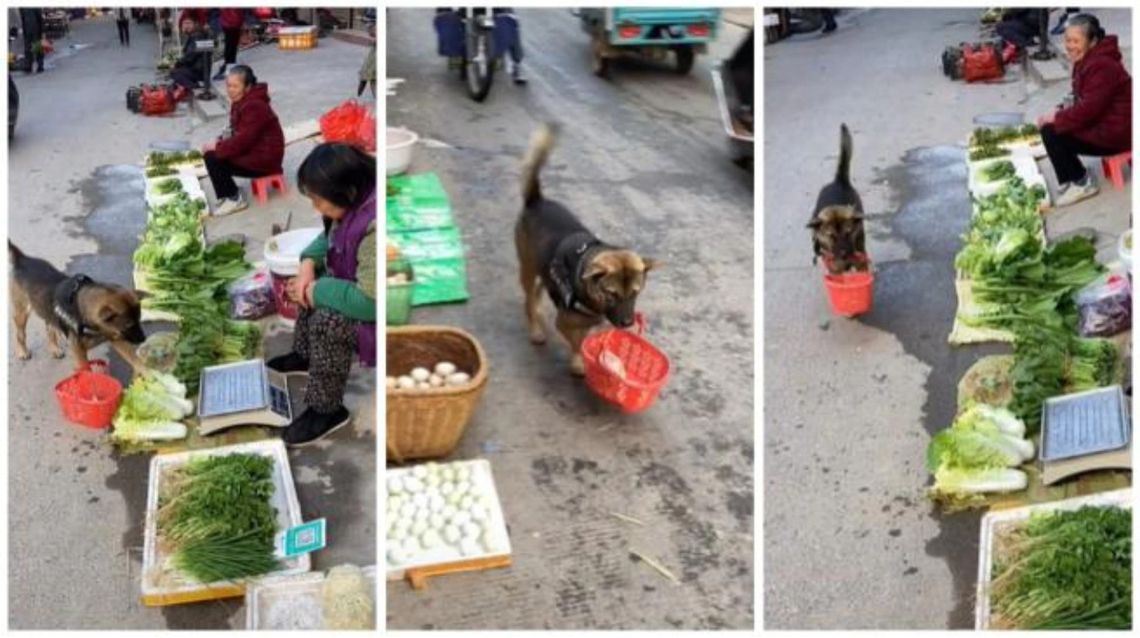 Tik Tok: perro hace las compras con una canasta en la boca