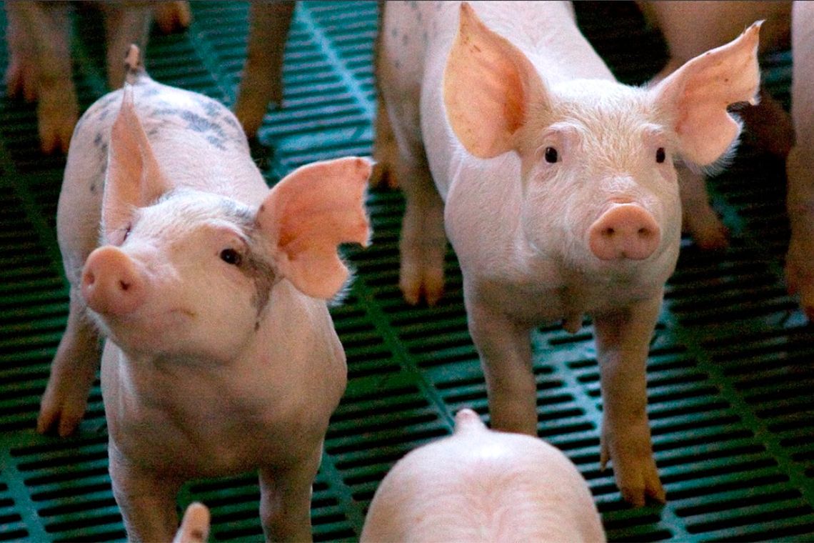 El alerta por la posible llegada de la Peste porcina africana se lanzó este miércoles en Argentina. Archivo.